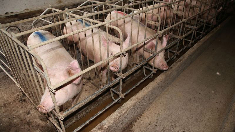 養豬場污水起泡，用哪種消泡劑好？