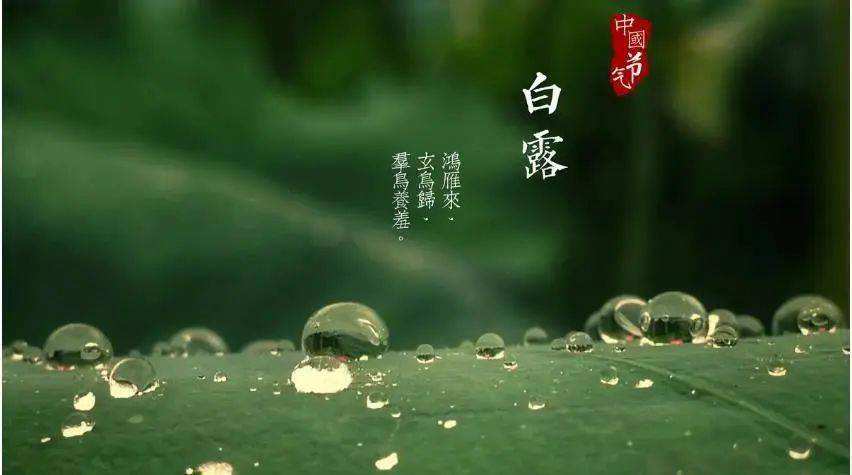 清風(fēng)至,白露生