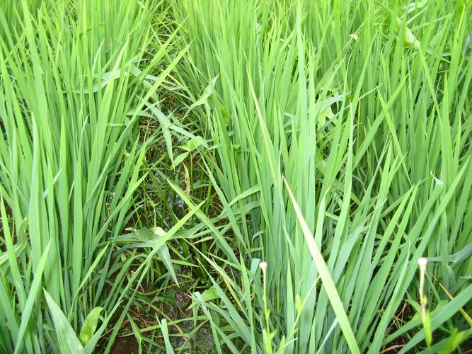 除草劑起泡問題多，該如何解決泡沫？