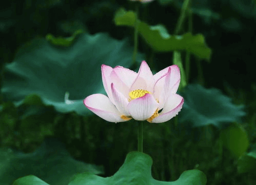 大暑節(jié)氣至,清風(fēng)此處尋。